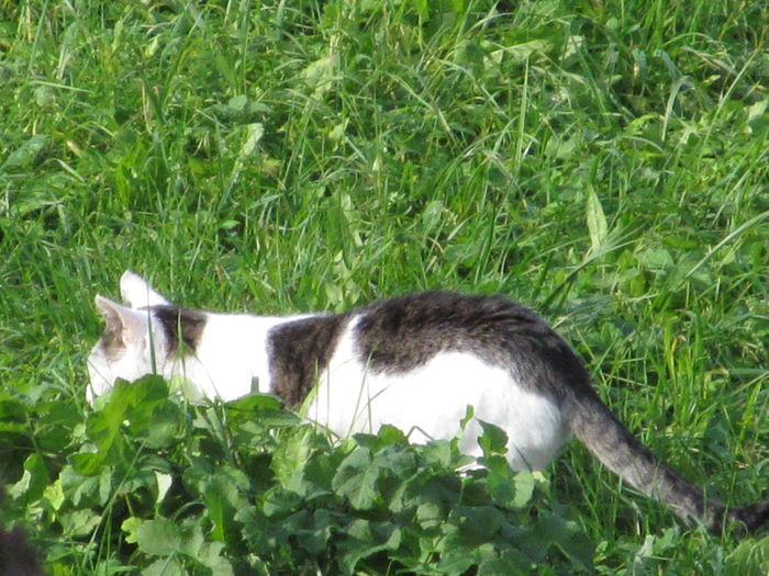 prietena lui Lily - Diverse 3 - Diverse