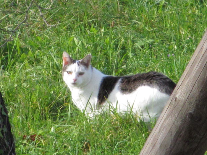 Răguşita - Diverse 3 - Diverse