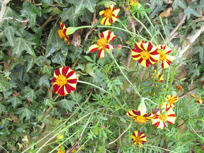 crăiţe - Diverse 2 - Gradina cu flori