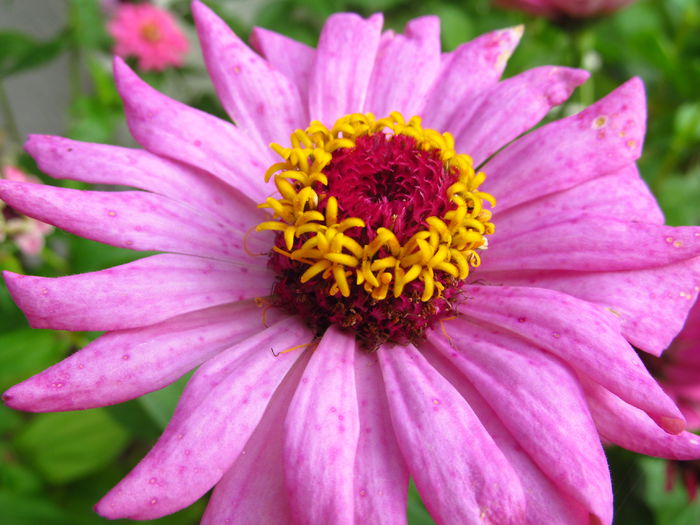 ochiul boului - Diverse 2 - Gradina cu flori