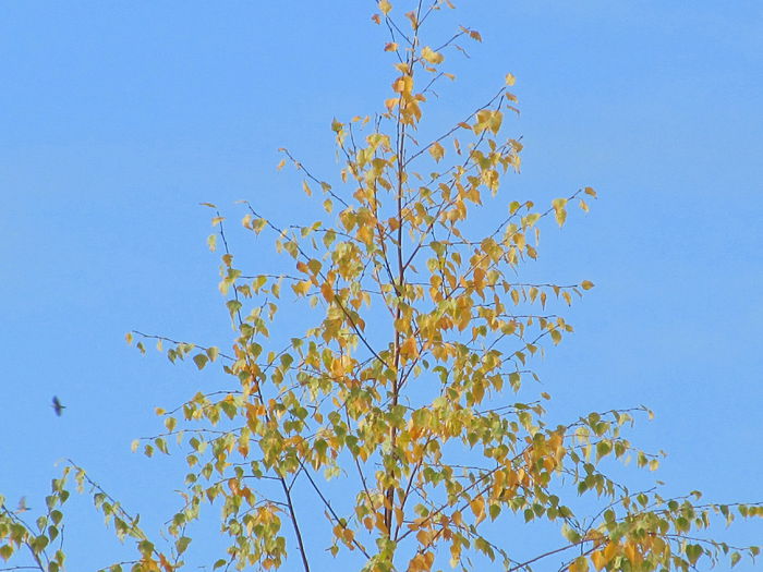 mesteacanul - din Balcon