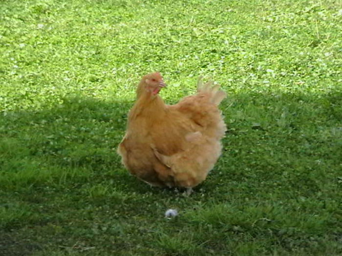 IMGA0039 - G ORPINGTON GALBEN