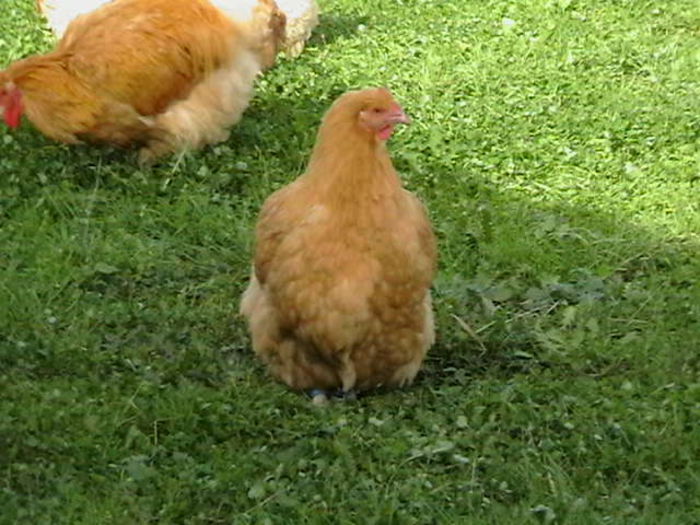 IMGA0048 - G ORPINGTON GALBEN