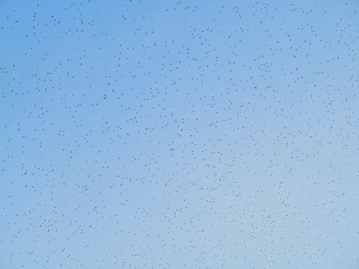 graurii - din Balcon