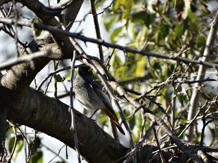 a venit si un codoros de munte