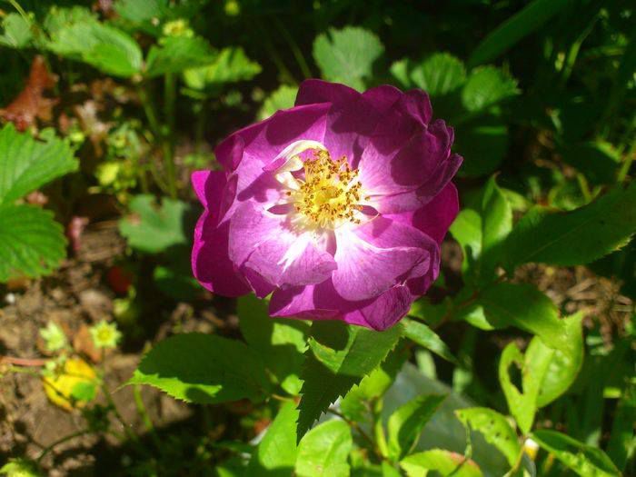 veilchenblau  vandut - Vanzare trandafiri primavara 2015