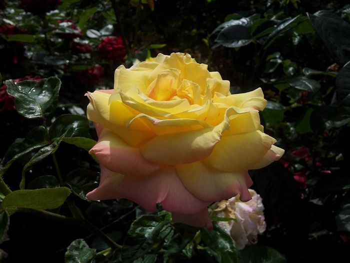 peace  vandut - Vanzare trandafiri primavara 2015
