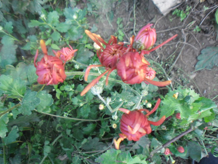 SAM_2409 - Crizanteme fideluta rosu