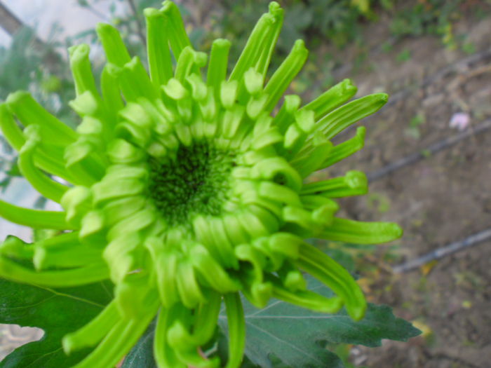 SAM_2394 - Crizanteme fideluta verde