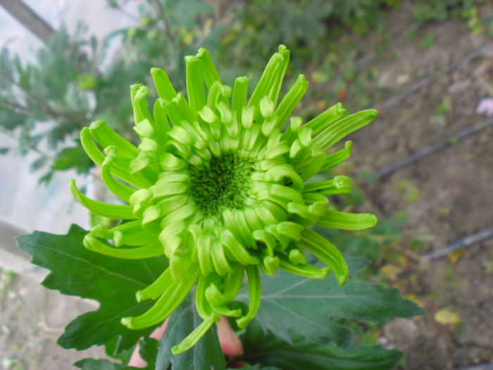 SAM_2395 - Crizanteme fideluta verde