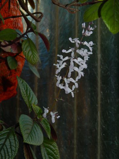 DSCN1838 - OCTOMBRIE_2_2014