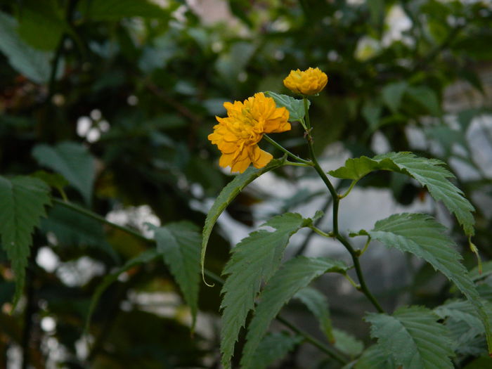 DSCN1840 - OCTOMBRIE_2_2014