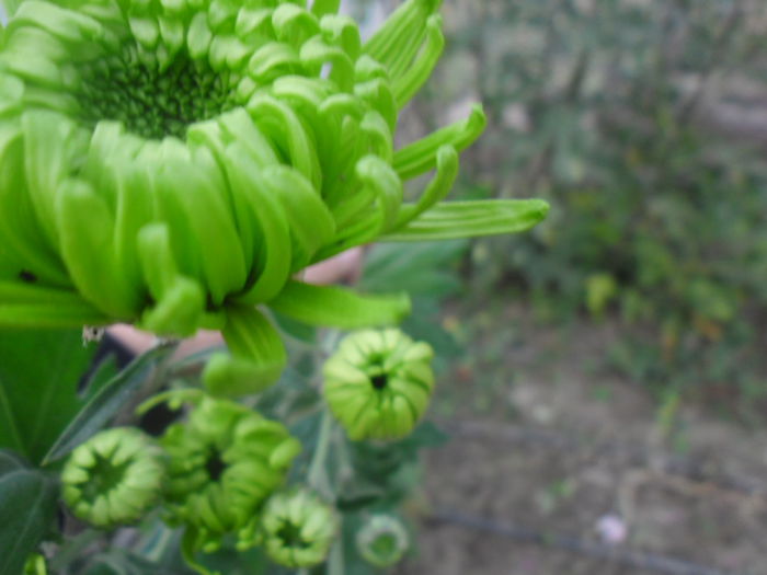 SAM_2397 - Crizanteme fideluta verde