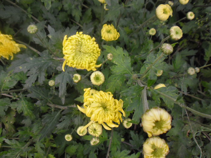 SAM_2402 - Crizantema Palisade Galben