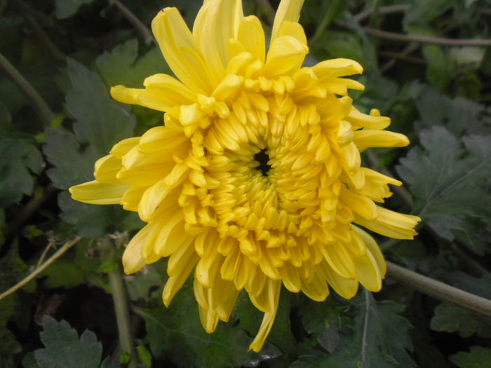 SAM_2401 - Crizantema Palisade Galben