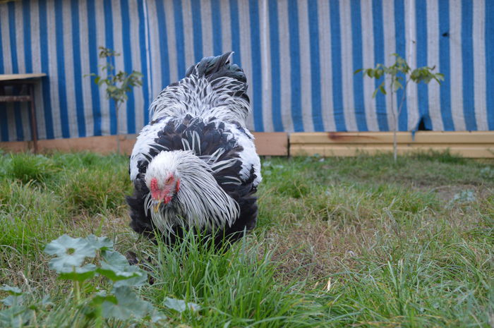 DSC_0285 - BATRANUL SI UN PUI ADUS DE NICU BIRIS