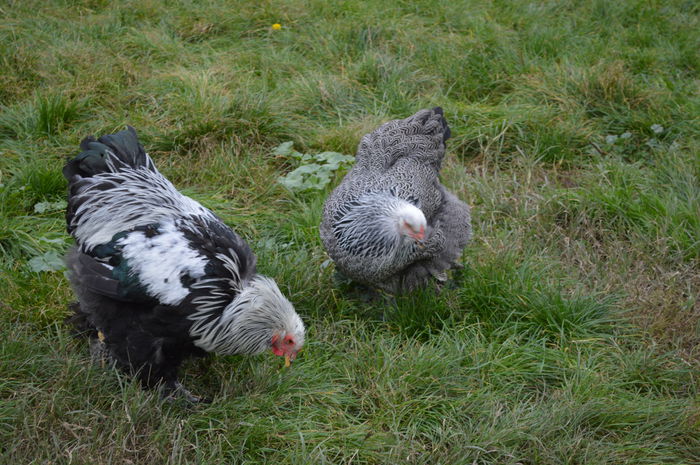 DSC_0304 - BATRANUL SI UN PUI ADUS DE NICU BIRIS