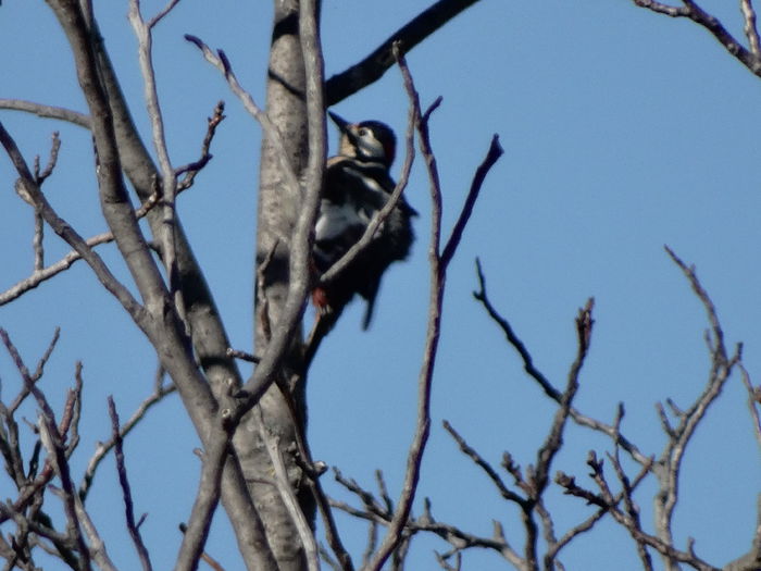 si e timp pentru o sedinta foto - ciocanitoarea din gradina mea