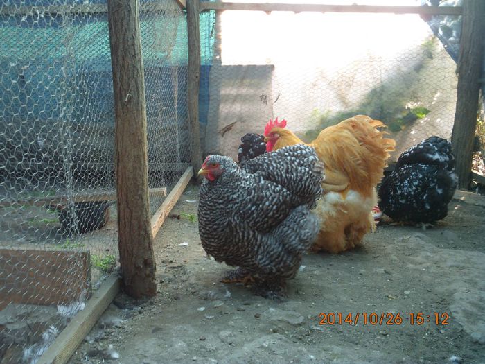 1537401_1556277454606054_6869488265564280894_o - TINERET 2014   2