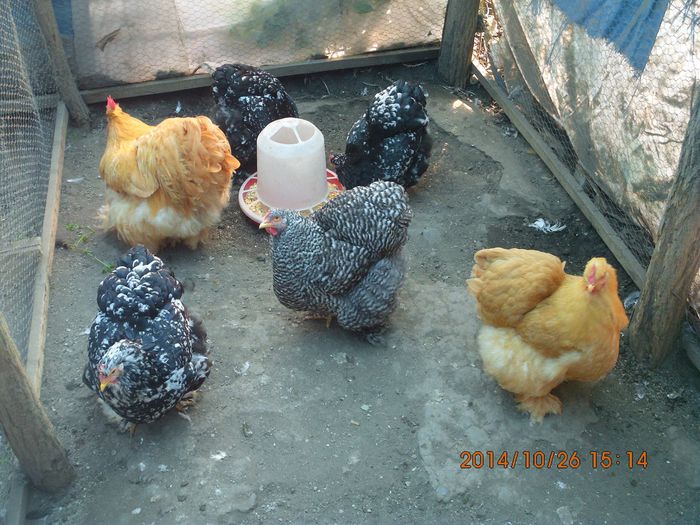 1911147_1556281354605664_3058539316625842909_o