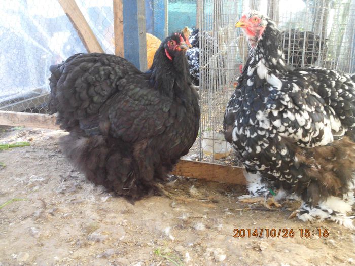 1957677_1556281544605645_1189281367057296163_o - TINERET 2014   2