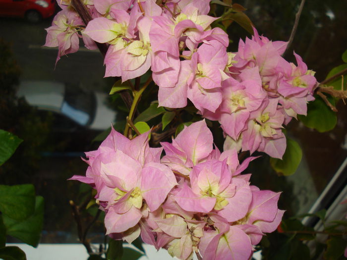 DSC09193 - FLORI 2014