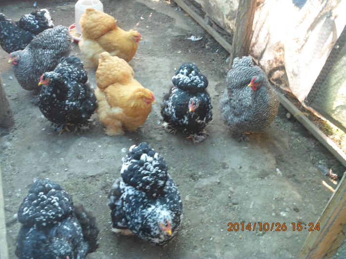 10658777_1556281901272276_632686468677059450_o