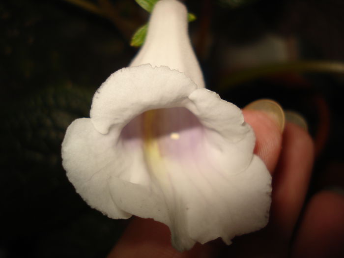 DSC09201 - FLORI 2014