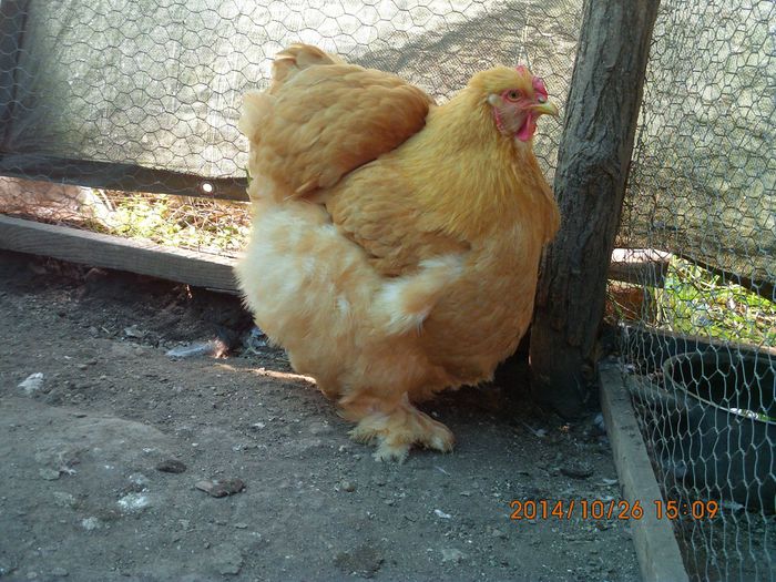 10694457_1556277147939418_5729110298130774490_o