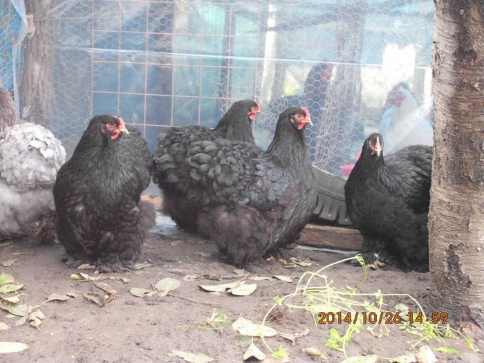 10708540_1556276327939500_7270374096495052760_o - TINERET 2014   2