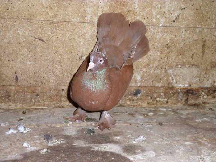 porumbei - Poze cu porumbei