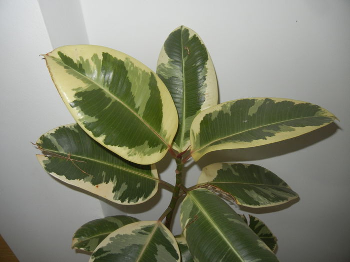 Ficus elastica Tineke (2014, Oct.26)