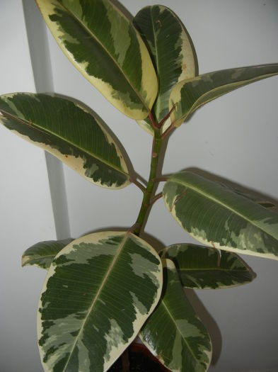 Ficus elastica Tineke (2014, Oct.26)