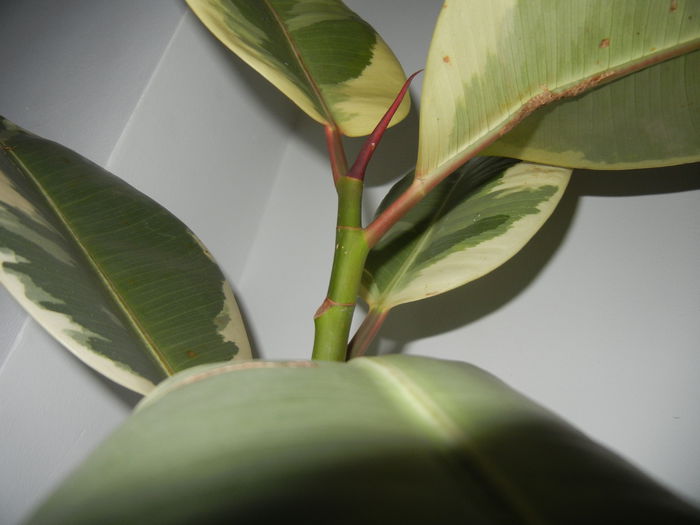 Ficus elastica Tineke (2014, Oct.26)