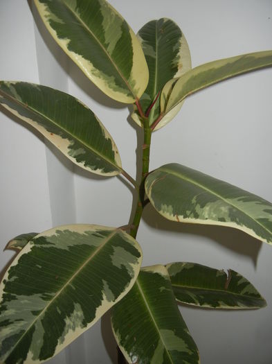 Ficus elastica Tineke (2014, Oct.26) - Ficus elastica Tineke