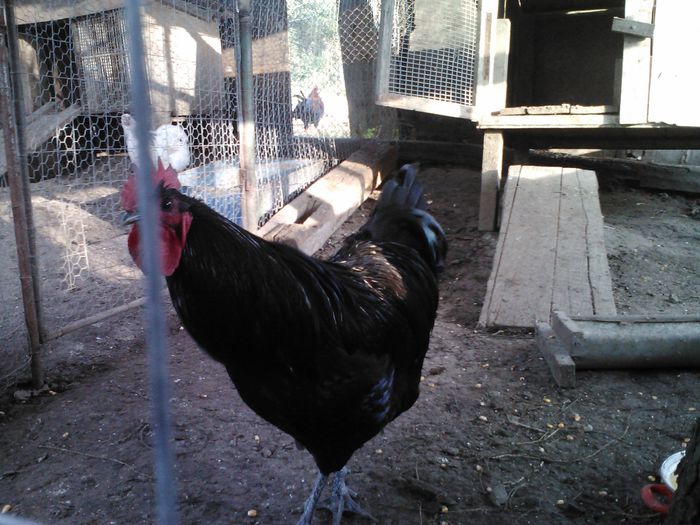 4 (2) - 1 Australorp Negru 2014