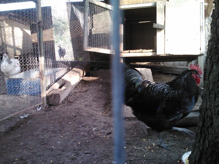 4 (3) - 1 Australorp Negru 2014