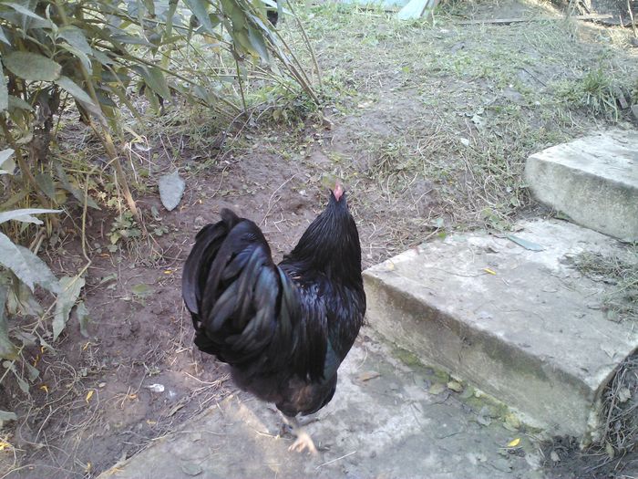 4 (5) - 1 Australorp Negru 2014