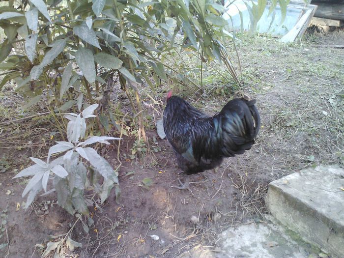 4 (6) - 1 Australorp Negru 2014