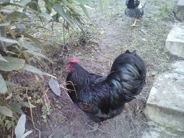 4 (7) - 1 Australorp Negru 2014