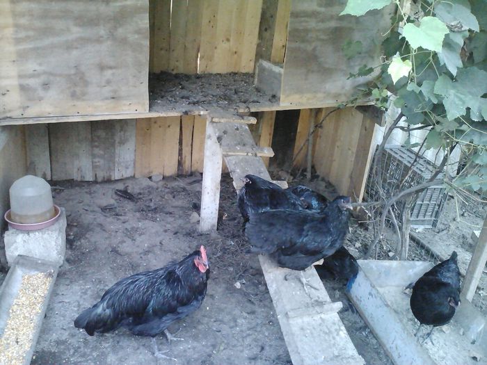 4 (8) - 1 Australorp Negru 2014