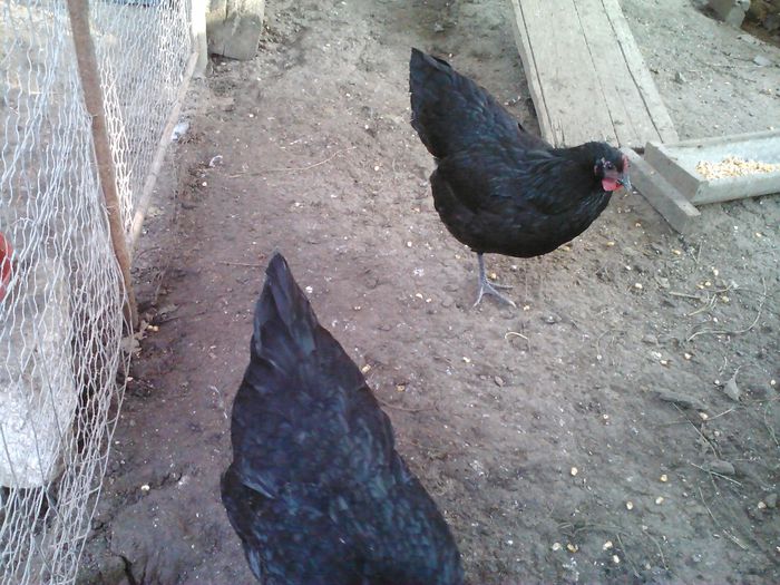 4 (9) - 1 Australorp Negru 2014