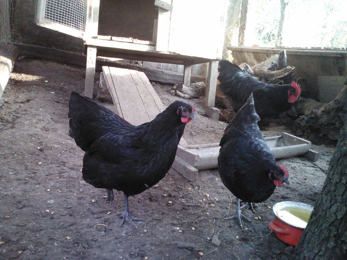 4 (10) - 1 Australorp Negru 2014