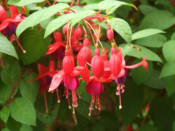 DSCF7787 - Fuchsia gigantice