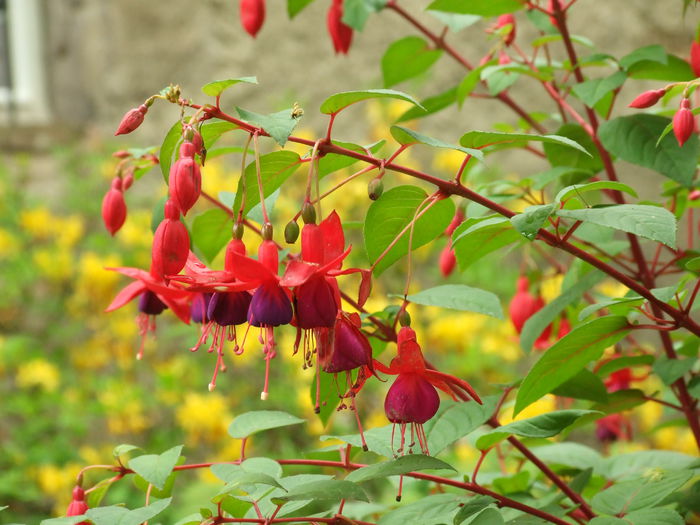 DSCF7788 - Fuchsia gigantice