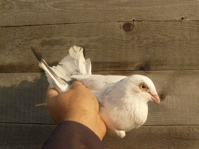 2014 - Mascul5  - 20 ron