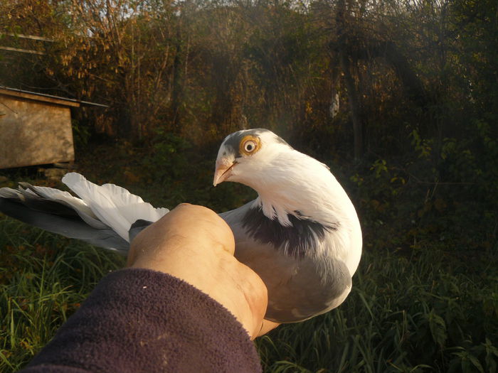 2014 - Femela1  - 30 ron