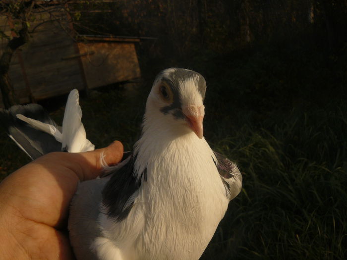 2010 - Femela3 Matca - 50 ron