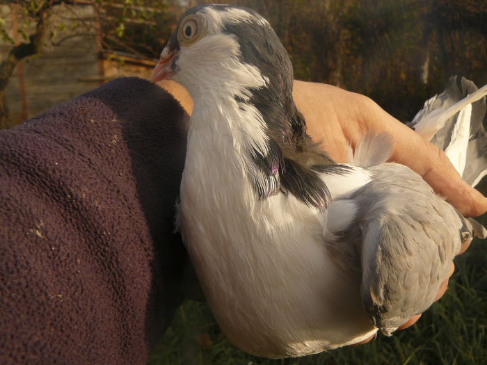 2014 - Femela4 - 30 ron