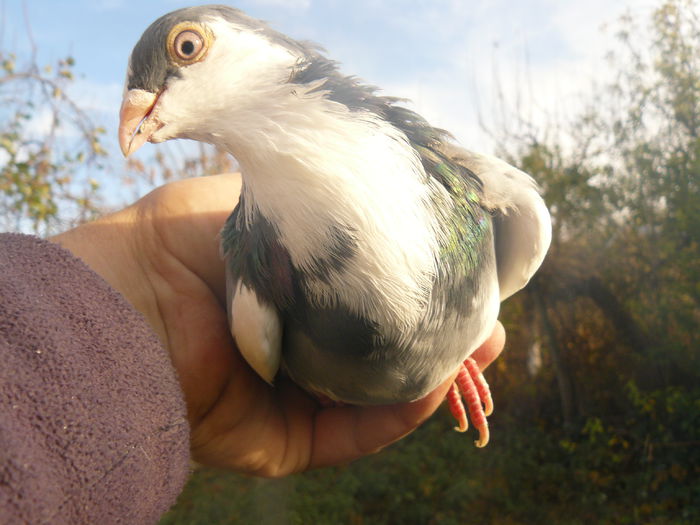 2014 - Femela7 - 30 ron